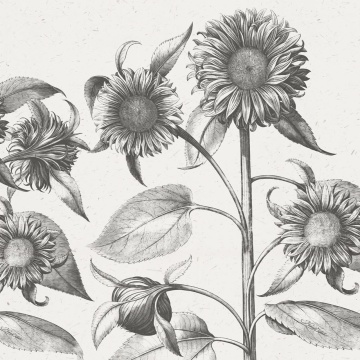 Fototapet, Sunflower, Beige, Rebel Walls - Img 2