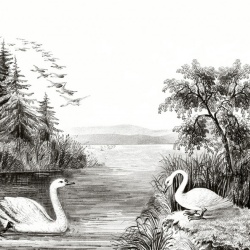 Fototapet, Swan Lake, Rebel Walls - Img 5