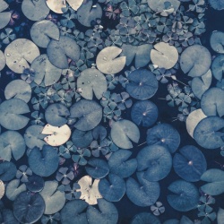 Fototapet, Water Lilies, Blue, Rebel Walls - Img 2