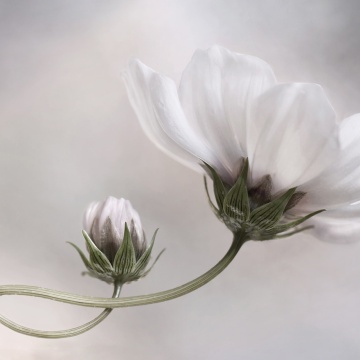 Fototapet, White Flower, Rebel Walls - Img 2
