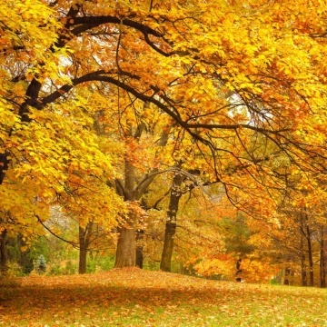 Fototapet, Yellow Leafy Trees, Rebel Walls - Img 2