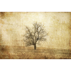 Tapet The Lonely Tree, Rebel Walls - Img 2