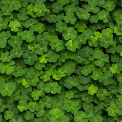 Fototapet, 3D Clover, Rebel Walls - Img 5