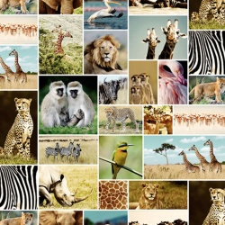 Fototapet, Africa, Rebel Walls - Img 2
