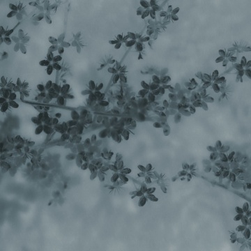 Fototapet, Apple Bloom, Blue, Rebel Walls - Img 2