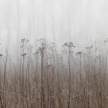 Fototapet, Autumn Haze, Beige, Rebel Walls - Img 2