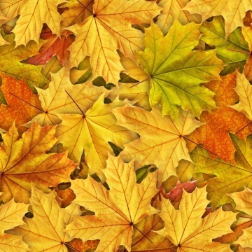 Fototapet, Autumn Leaves, Rebel Walls - Img 2
