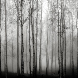 Fototapet, Birch Fog, Black & White, Rebel Walls - Img 5