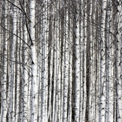 Fototapet, Birch Trunks, Rebel Walls - Img 5