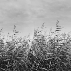 Fototapet, Dreamy Reed, Black & White, Rebel Walls - Img 2