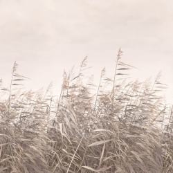 Fototapet, Dreamy Reed, Pink, Rebel Walls - Img 5