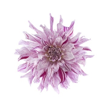 Fototapet, Flower, Rebel Walls - Img 2