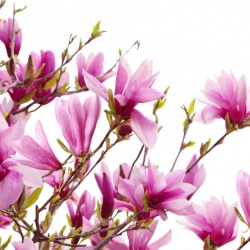 Fototapet, Magnolia, Rebel Walls - Img 5