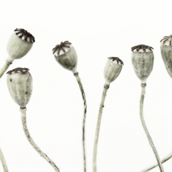 Fototapet, Simple Seedpod, Rebel Walls - Img 5