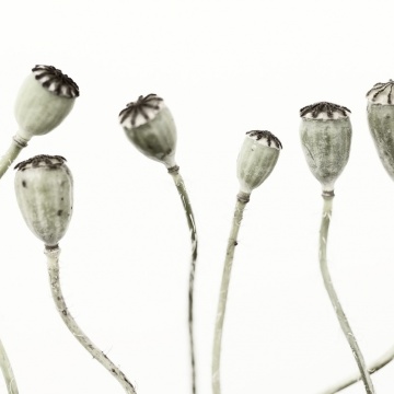 Fototapet, Simple Seedpod, Rebel Walls - Img 2