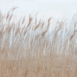 Fototapet, Swaying Reed, Rebel Walls - Img 7
