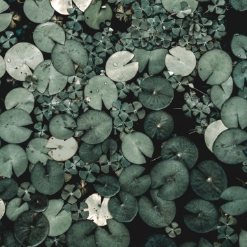 Fototapet, Water Lilies, Green, Rebel Walls - Img 2