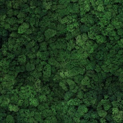 Panou decorativ din muschi, Torvtak Icemoss Moss Green
