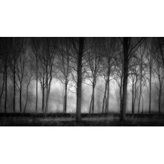 Tapet Row of Trees, Rebel Walls - Img 2