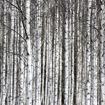 Fototapet, Birch Trunks, Rebel Walls - Img 2