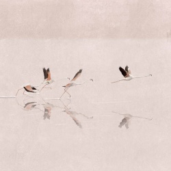 Fototapet Doñana, Peony, Coordonne - Img 2
