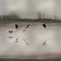 Fototapet Doñana, Silver, Coordonne - Img 2