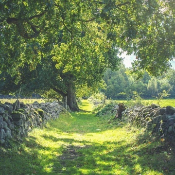 Fototapet, Early Summer, Rebel Walls - Img 2