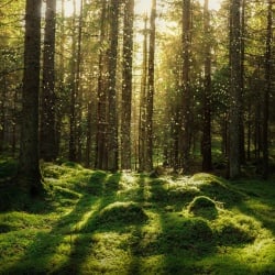 Fototapet, Forest Bath, Rebel Walls - Img 2