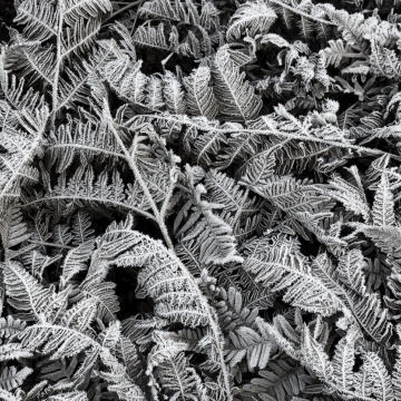 Fototapet, Frost Leaf, Rebel Walls - Img 2