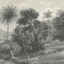 Fototapet, Jungle Land, Vintage, Rebel Walls - Img 2