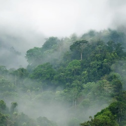 Fototapet, Misty Forest, Rebel Walls - Img 2