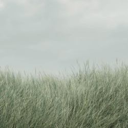 Fototapet, Scandinavian Reed, Green, Rebel Walls - Img 2