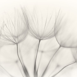 Fototapet, Soft Seeds, Rebel Walls - Img 2