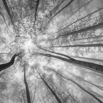 Fototapet, Tree Tops, Rebel Walls - Img 2