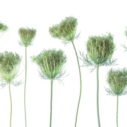 Fototapet, Wild Carrot, Rebel Walls - Img 2