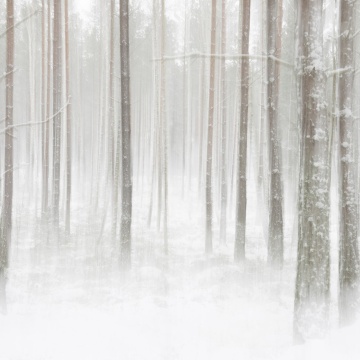 Fototapet, Winter Forest, Rebel Walls - Img 2
