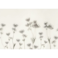 Tapet Astrantia, Black & White, Rebel Walls - Img 2