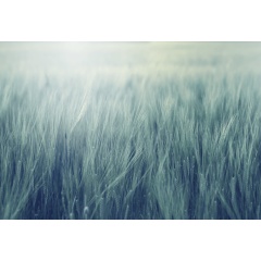 Tapet Rye Field, Turquoise, Rebel Walls - Img 2