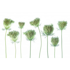 Tapet Wild Carrot, Rebel Walls - Img 2