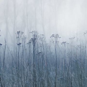 Fototapet, Autumn Haze, Blue, Rebel Walls - Img 2