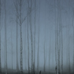 Fototapet, Birch Fog, Blue, Rebel Walls - Img 2