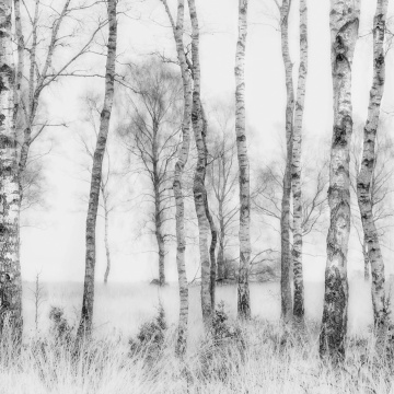 Fototapet, Birch Trees, Rebel Walls - Img 2