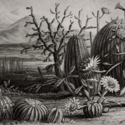 Fototapet, Cactus Garden, Rebel Walls - Img 2