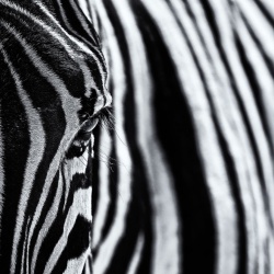 Fototapet, Close Up Zebra, Rebel Walls - Img 4
