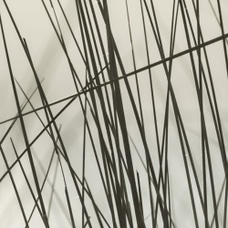 Fototapet, Coastal Reed, Rebel Walls - Img 3