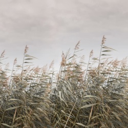 Fototapet, Dreamy Reed, Beige, Rebel Walls - Img 5