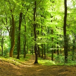 Fototapet, Forest, Rebel Walls - Img 2