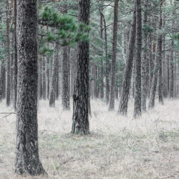 Fototapet, Pine Forest, Rebel Walls - Img 2
