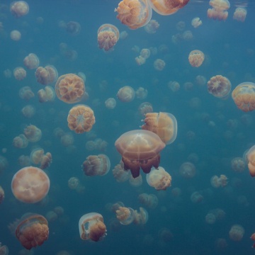 Fototapet, Smack of Jellyfish, Rebel Walls - Img 2