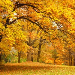 Fototapet, Yellow Leafy Trees, Rebel Walls - Img 2